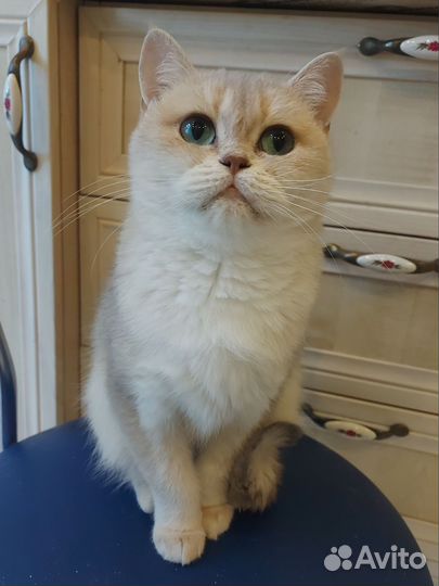 Кошки коты британские