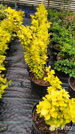 Шалфей,Лаванда, пузереплодник Дьяболо,барбарисы