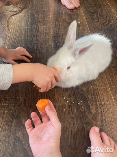 Кролики мясные