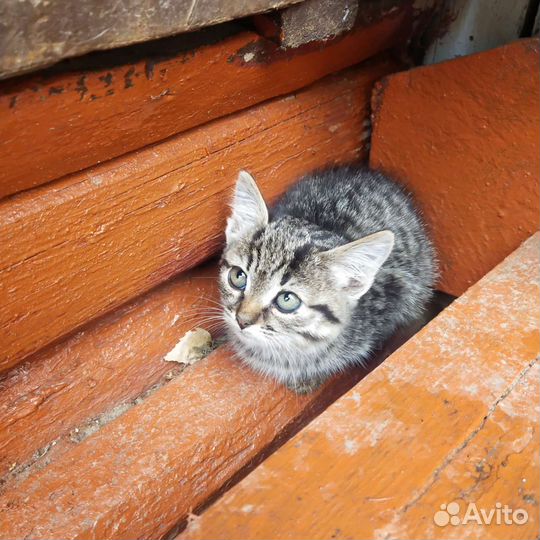 Кошки в добрые руки бесплатно