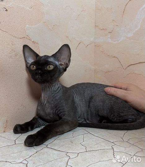 Девочка ушастик