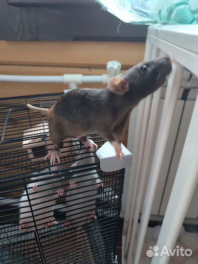 Крыса дамбо