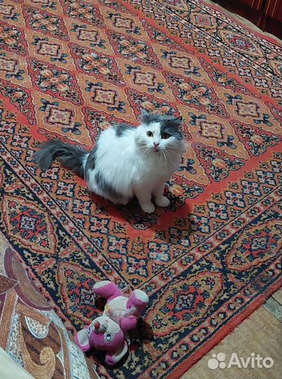 Кошки в добрые руки бесплатно