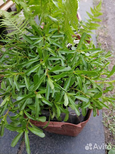 Очиток, почвопокровное