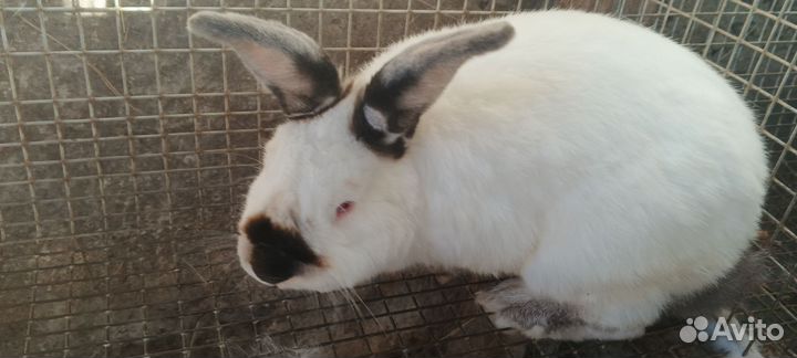 Калифорния