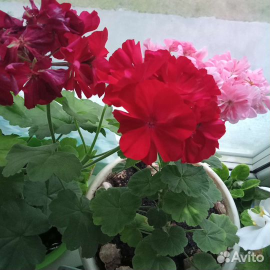 Герань пеларгония