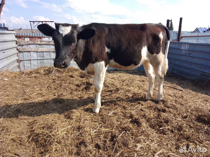 Продается телка