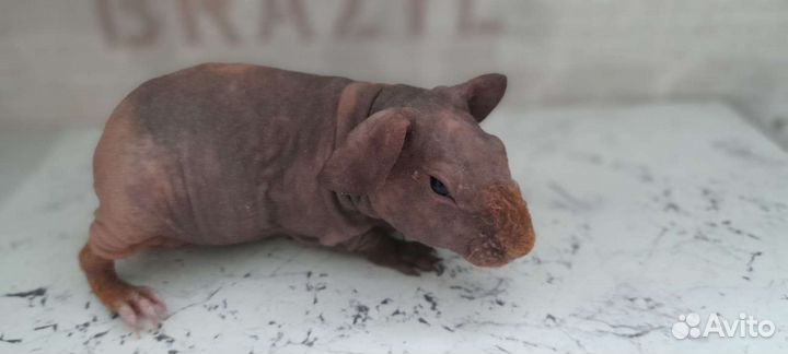 Морская свинка скинни