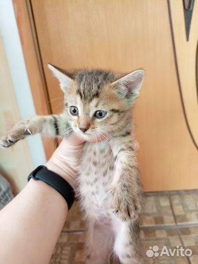 Котодетки в добрые руки