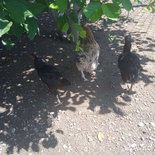 Домашние курочки