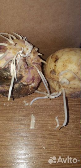 Рябчик императорский