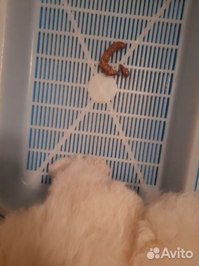 Той-пудель редбраун и белый