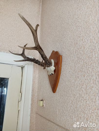 Рога косули