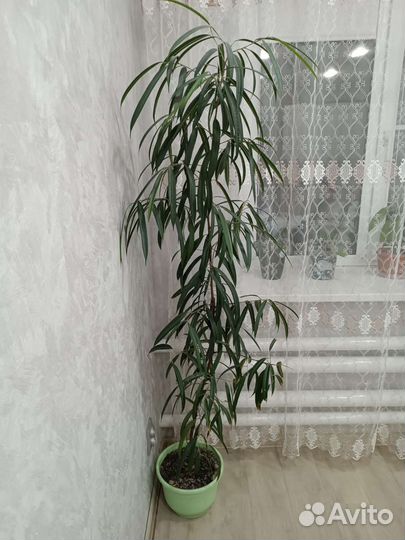 Комнатные цветы