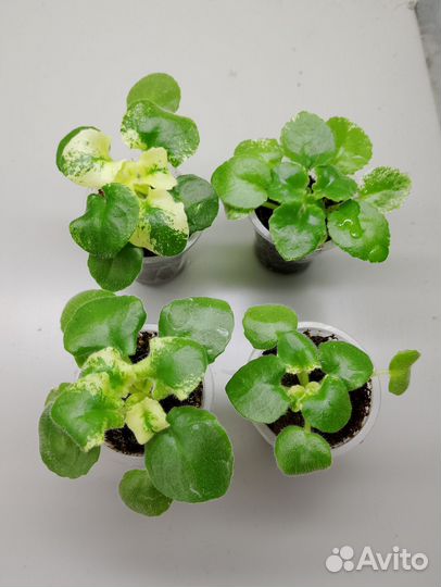 Фиалки сортовые