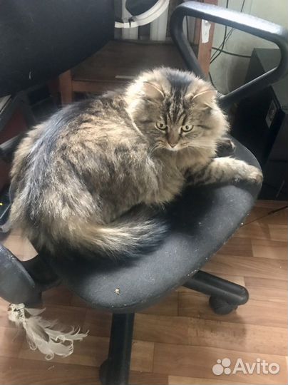 Пушистая красотка ищет дом