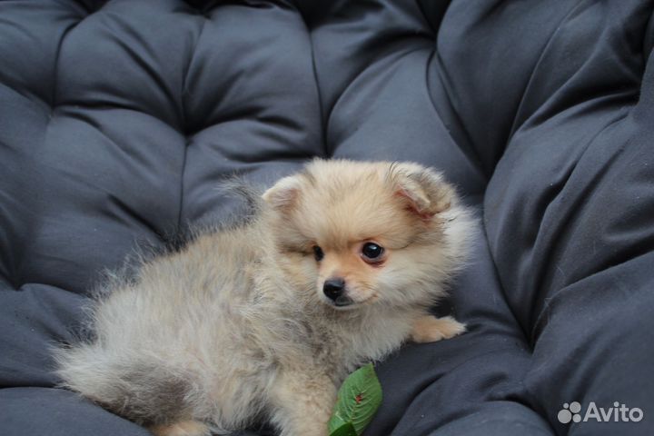 Шпице-девочка