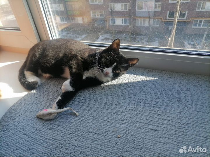 Котенок в добрые руки