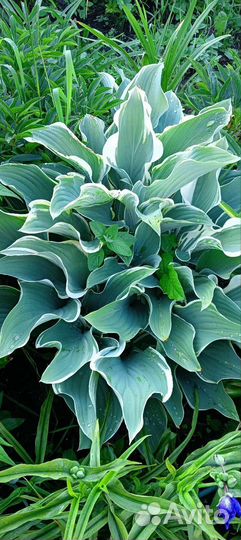 Хосты сортовые