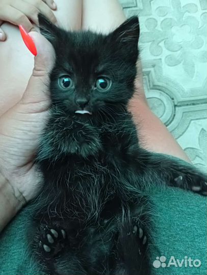 Котята