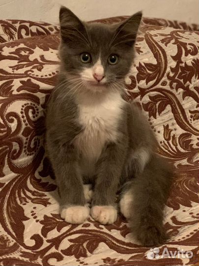 Шотландская прямоухая