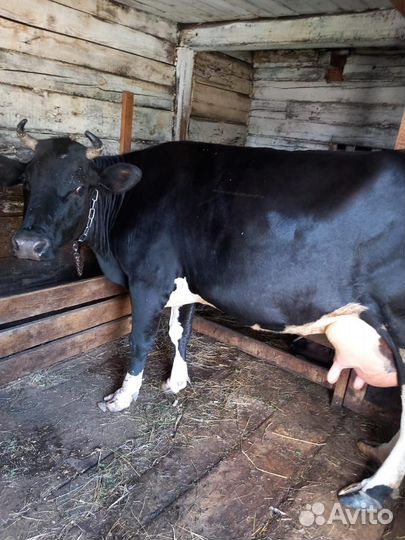 Коровы Продам