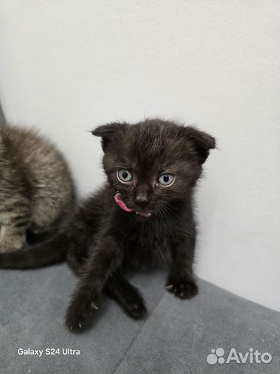 Кошки от вислоухой