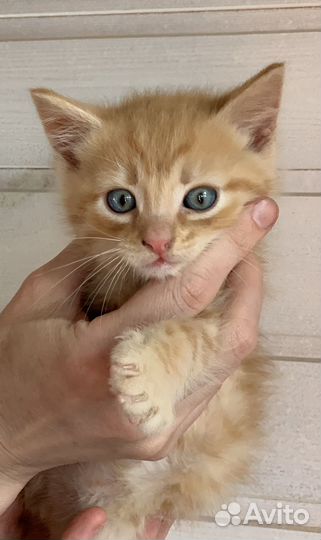 Рыжие котята в дар