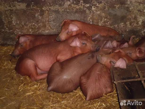 Поросята дюрок