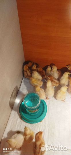 Цыплята Ломан Браун