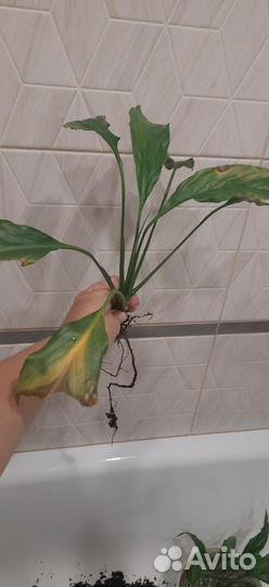 Спатифиллум женское счастье
