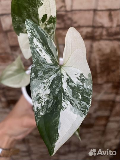 Сингониум империал уайт, фикус букле