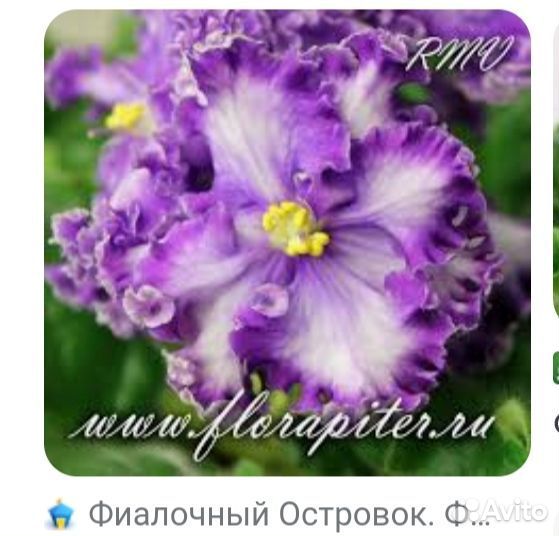 Детки сортовых фиалок