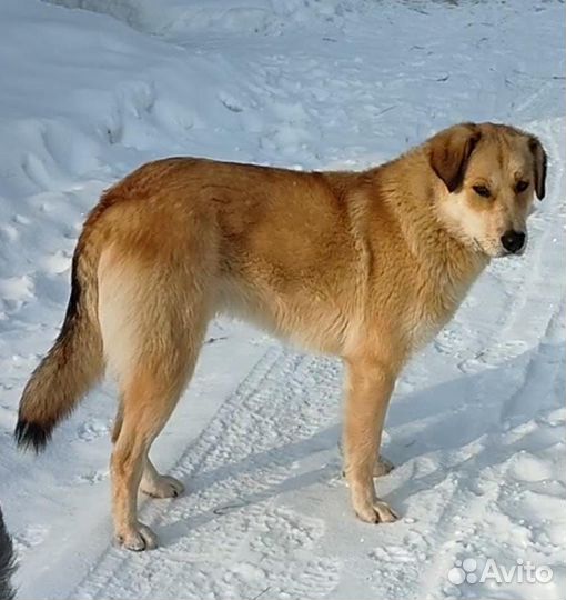 Собака в добрые руки отдам бесплатно