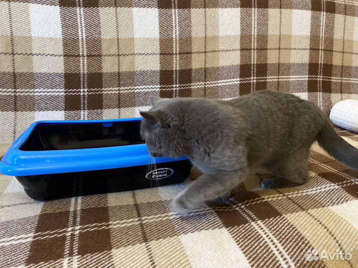 Лоток для кошек