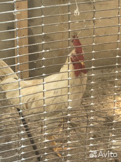 Молодые петухи