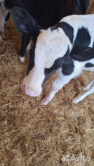 Телята, бычки, телки мясо-молочного направления