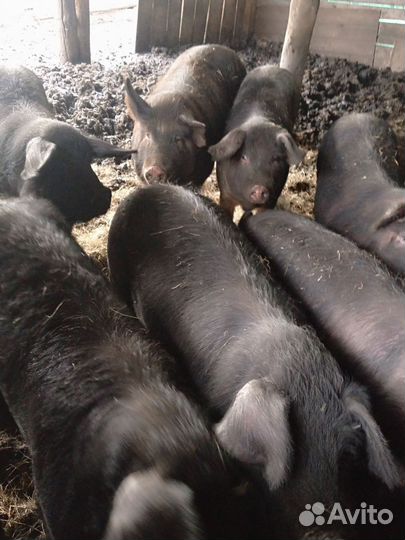 Свиньи на племя