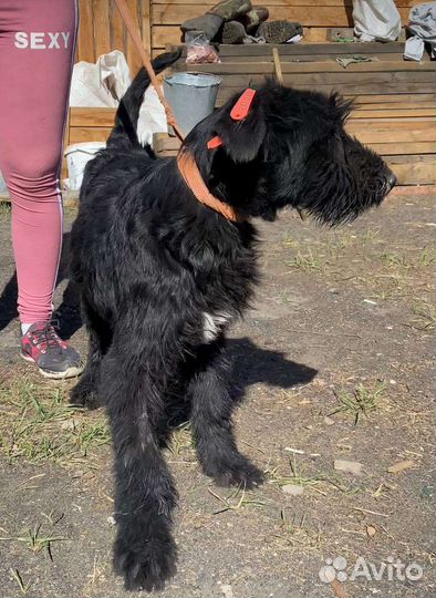 Ризеншнауцер