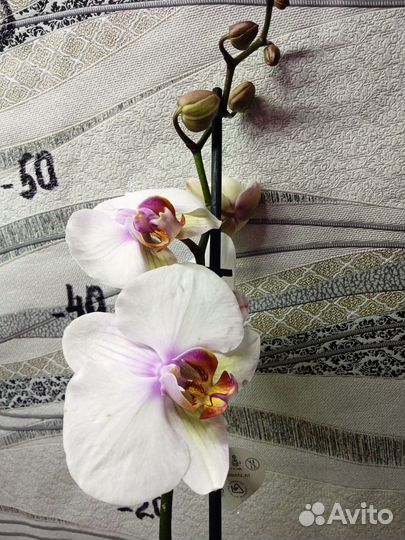 Орхидея фаленопсис