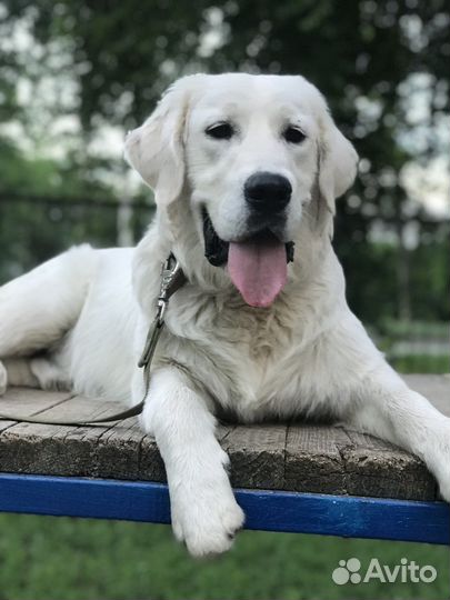 Вязка кобель