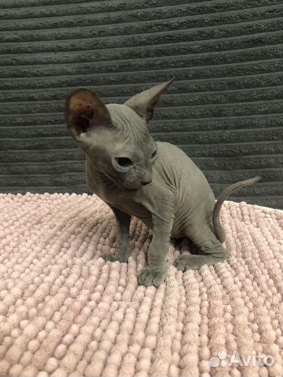 Котята донского сфинкса