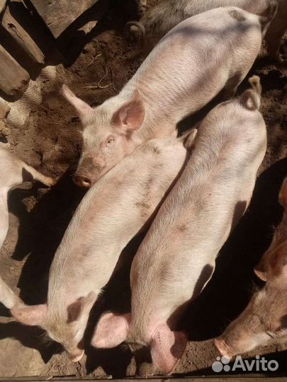 Поросята ландрас