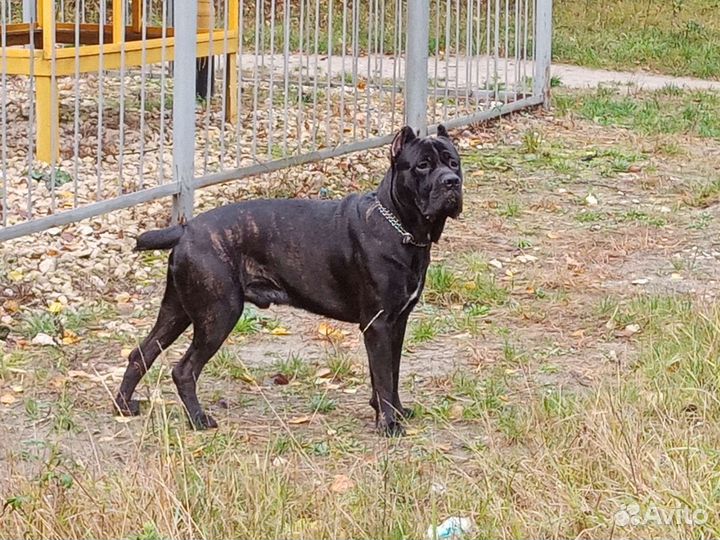 Кане Корсо вязка