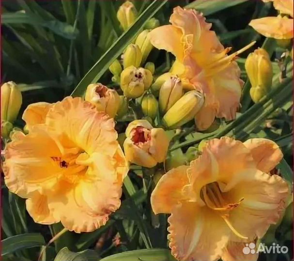 Лилейник Смуглерс Голд