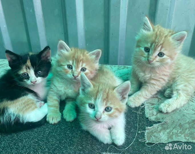 Котята в добрые руки