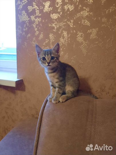 Котенок в дар бесплатно