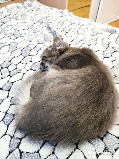Котик в хорошие руки