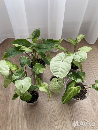 Сингониумы сортовые