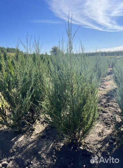 Можжевельник колоновидный Блю Эрроу